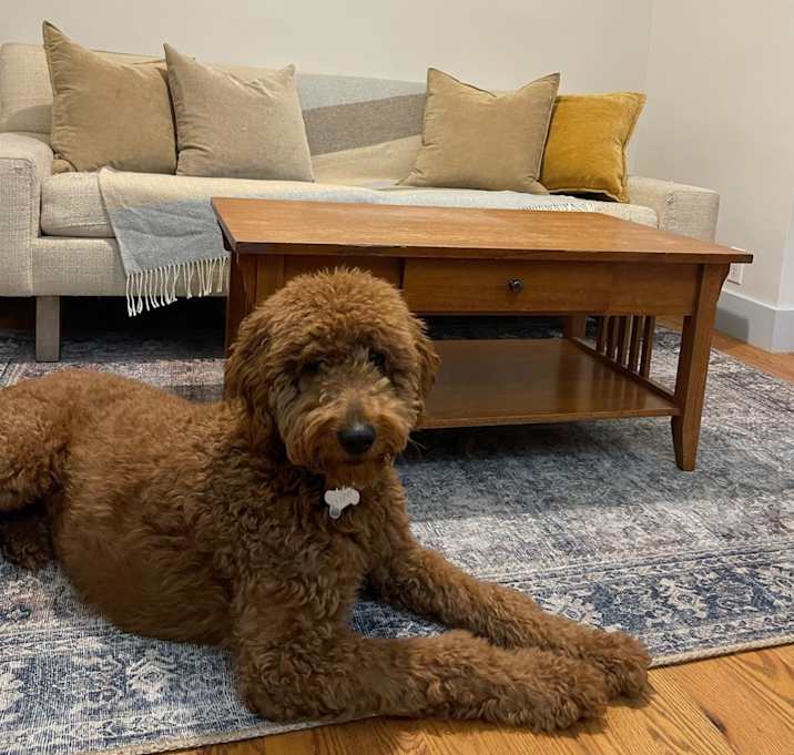 Photo of Penny
