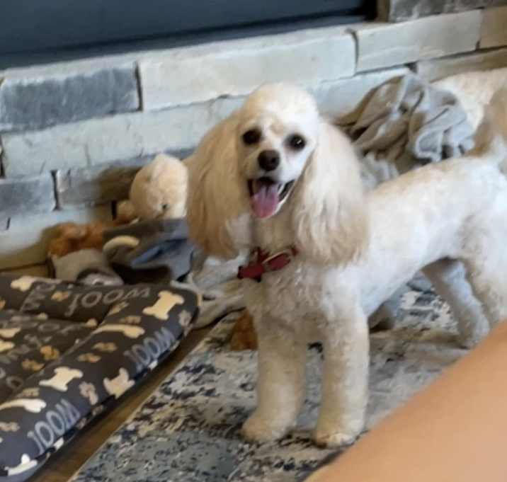 Photo of Maple