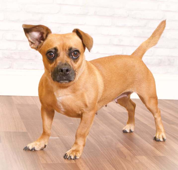 Photo of Harley