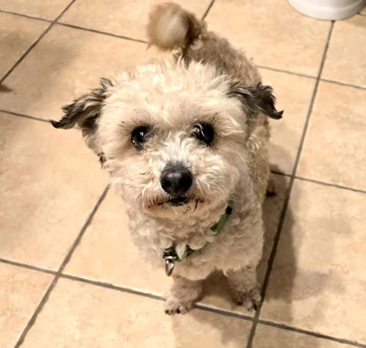 Photo of Cookie