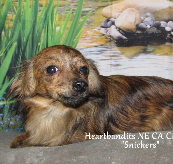 Photo of Snickers