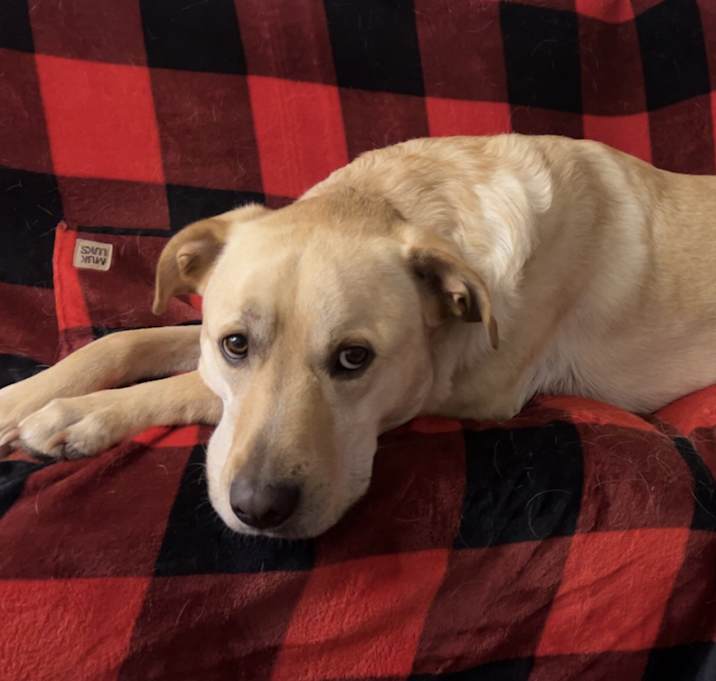 Photo of Hank