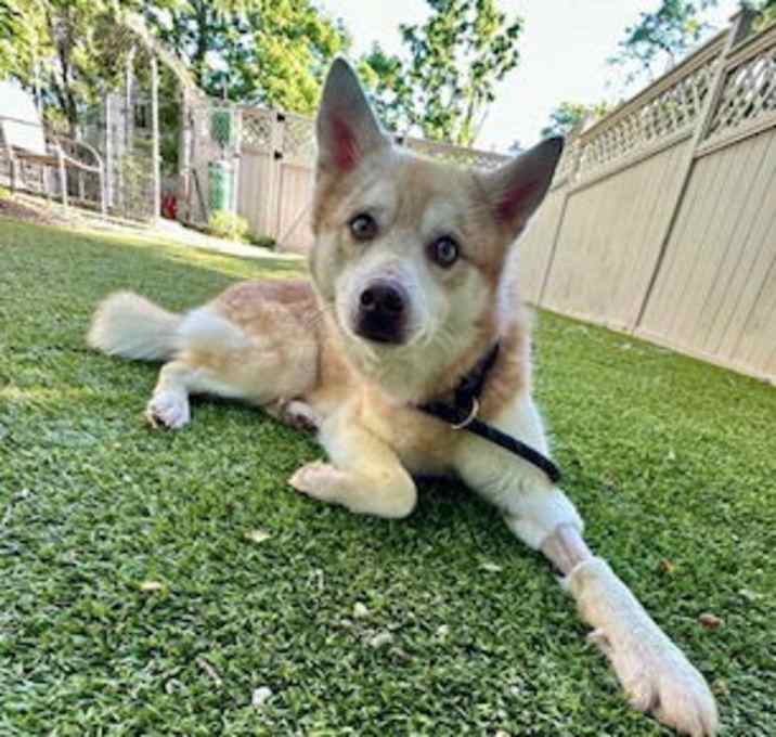 Photo of Loki (COMING SOON)
