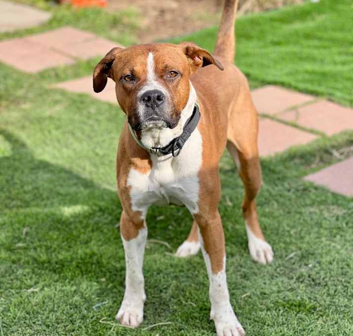 Photo of Bruno