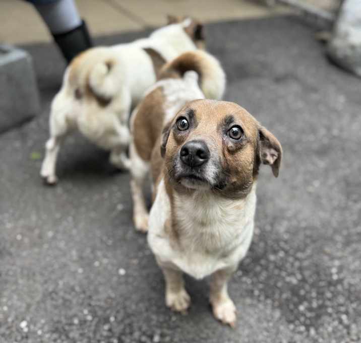 Photo of Champ