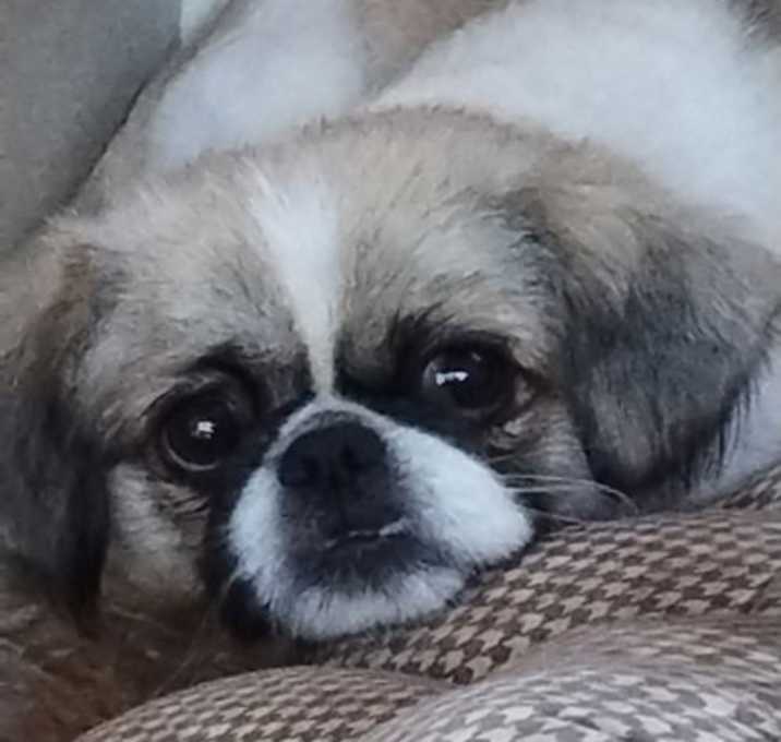 Photo of Sandy