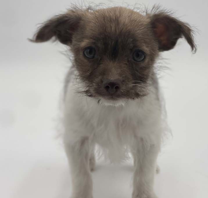 Photo of Pancake
