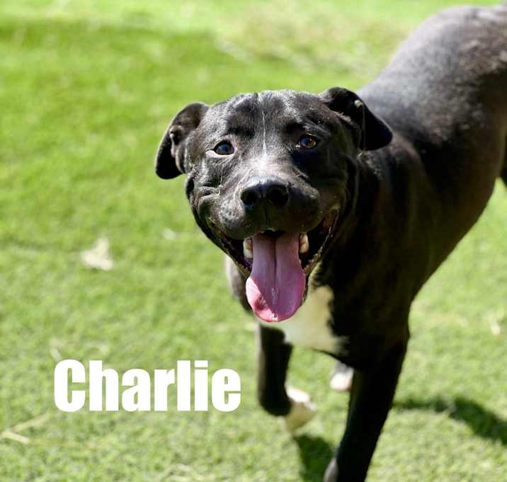 Photo of Charlie