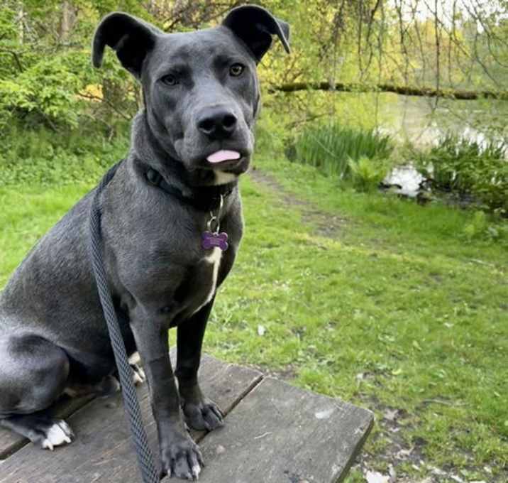 Photo of * Lenny - Adoption Pending