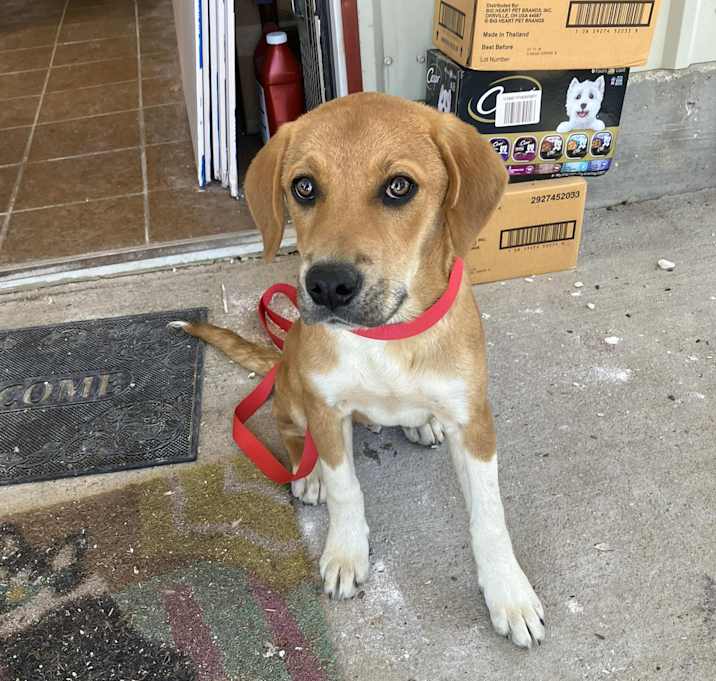 Photo of Pippin