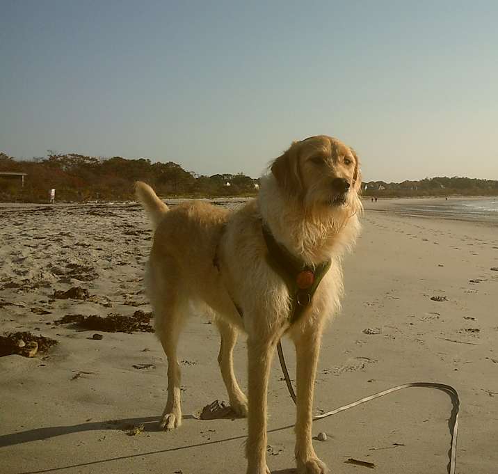 Photo of Seamus