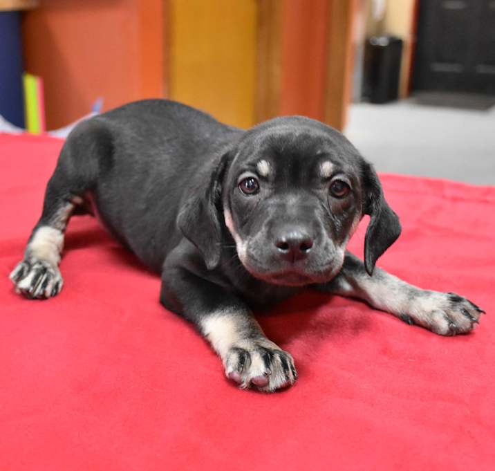 Photo of Tillie