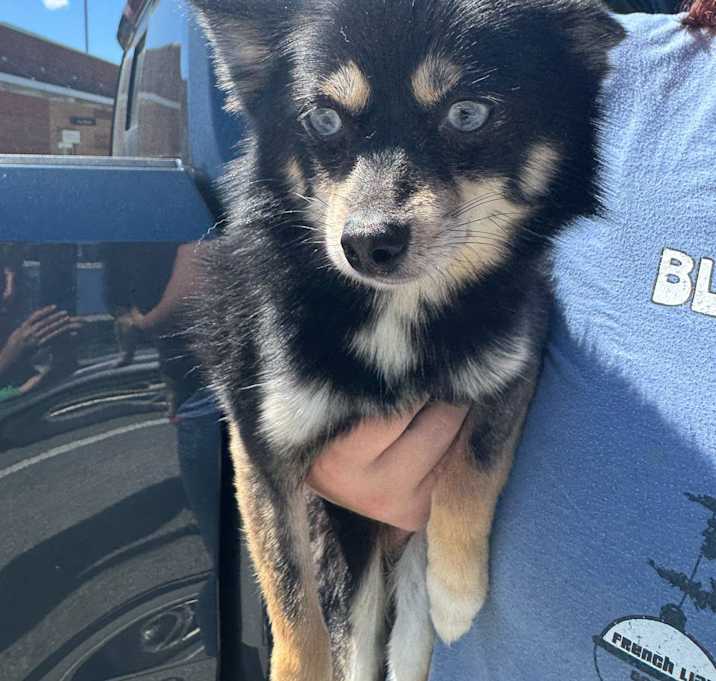 Photo of Blaze