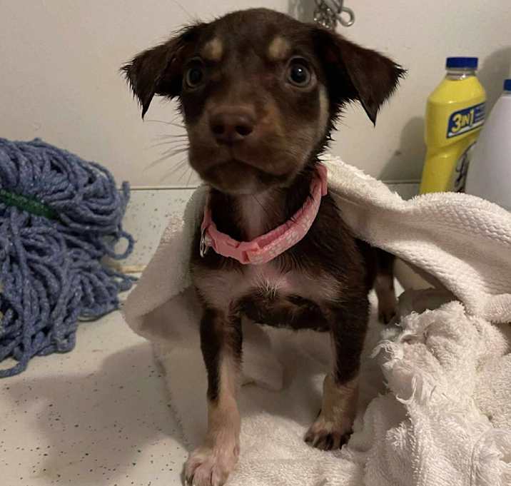 Photo of Dolly