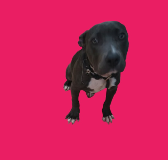 Photo of TUSC-Stray-80530