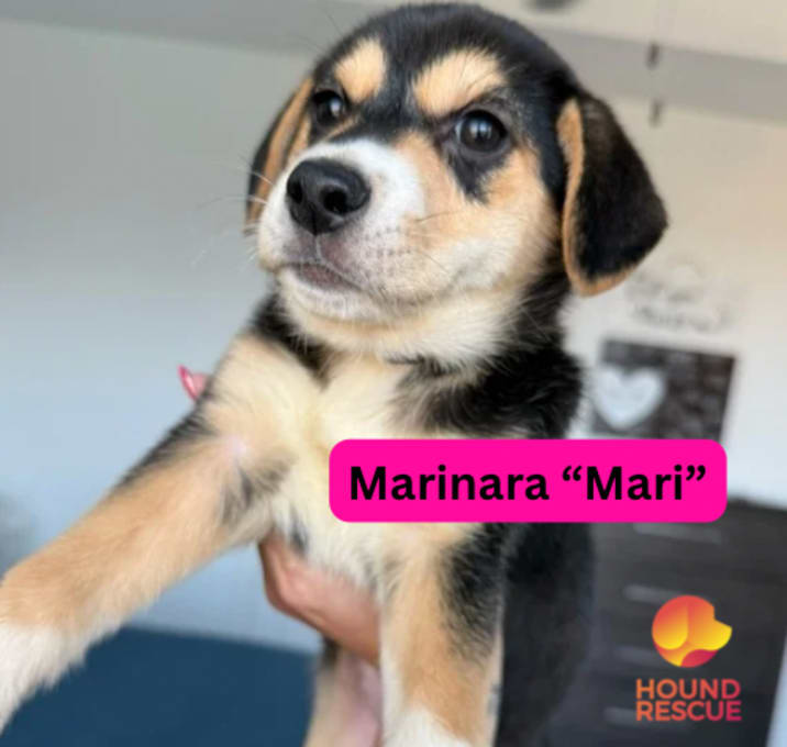 Photo of Marinara "Mari"