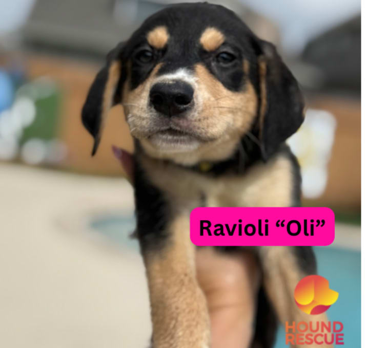Photo of Ravioli "Oli"