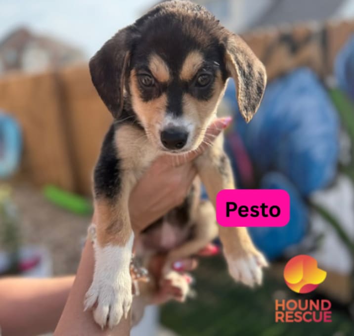 Photo of Pesto