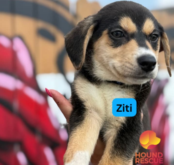 Photo of Ziti