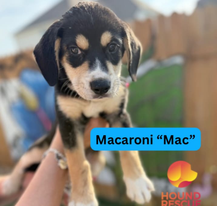 Photo of Macaroni "Mac"