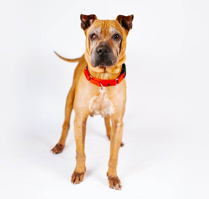 Photo of Yogi