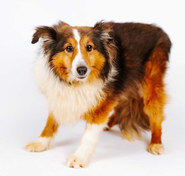 Photo of Lassie