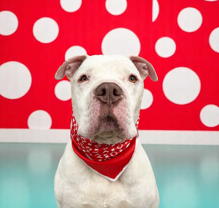 Photo of Rooney-ADOPT Me!