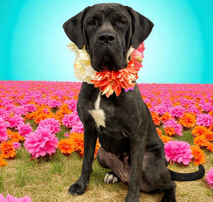 Photo of Carmella-ADOPT Me!