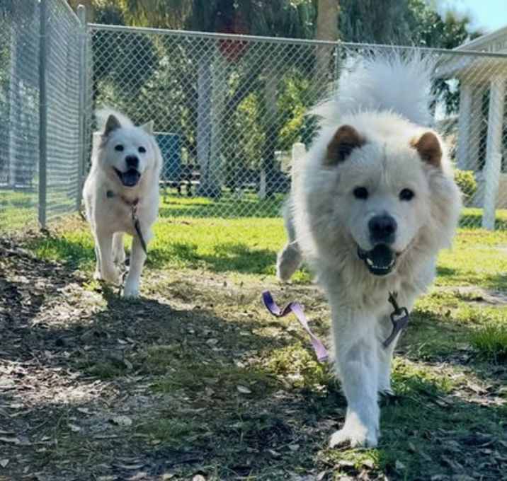 Photo of Simba & Nala