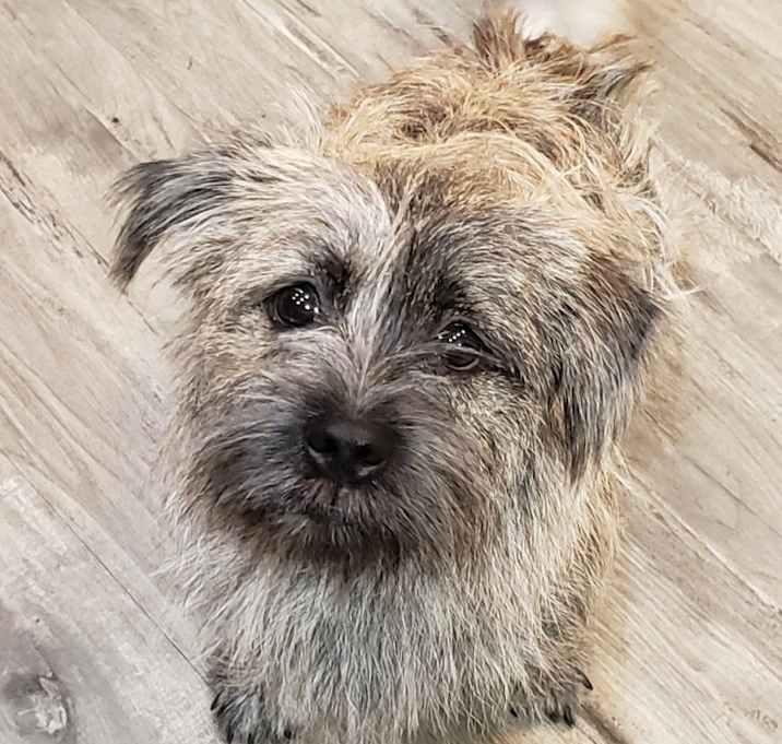 Photo of Butch