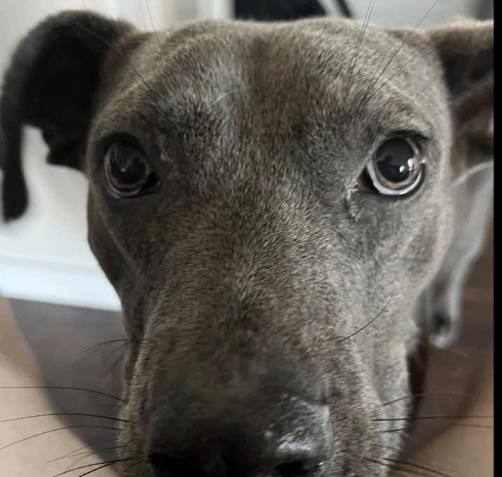 Photo of Hershey