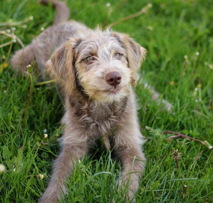 Photo of Dolly
