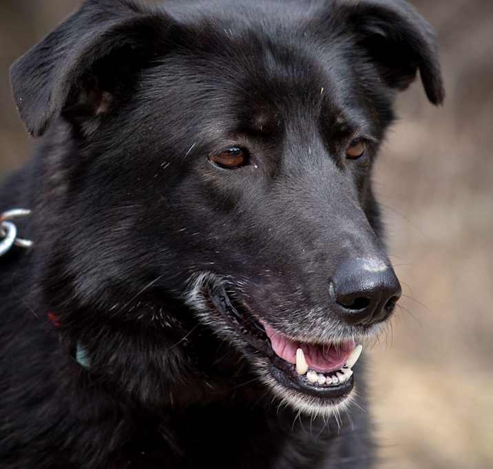 Photo of MIra