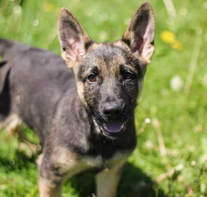 Photo of Atticus