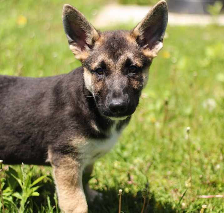 Photo of Archer