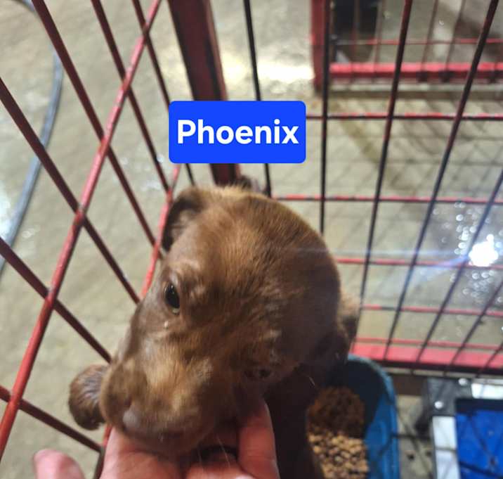 Photo of Phoenix