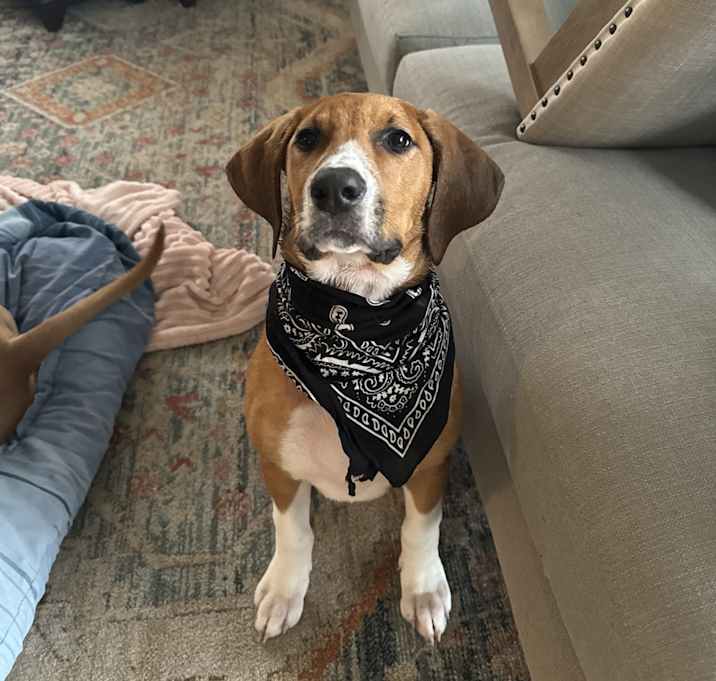Photo of Sadie