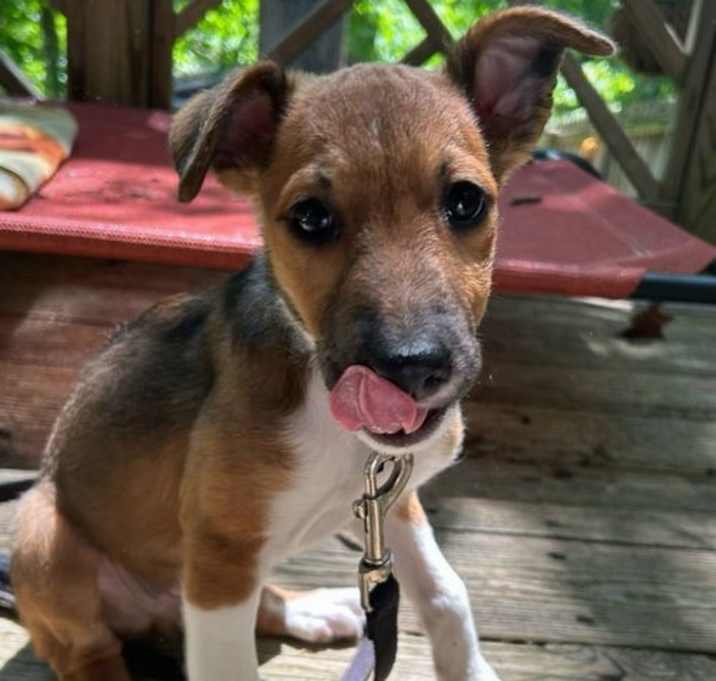 Photo of Chewy