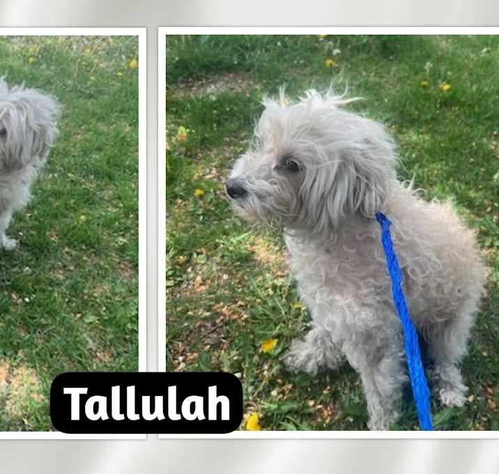 Photo of Tallulah - IL