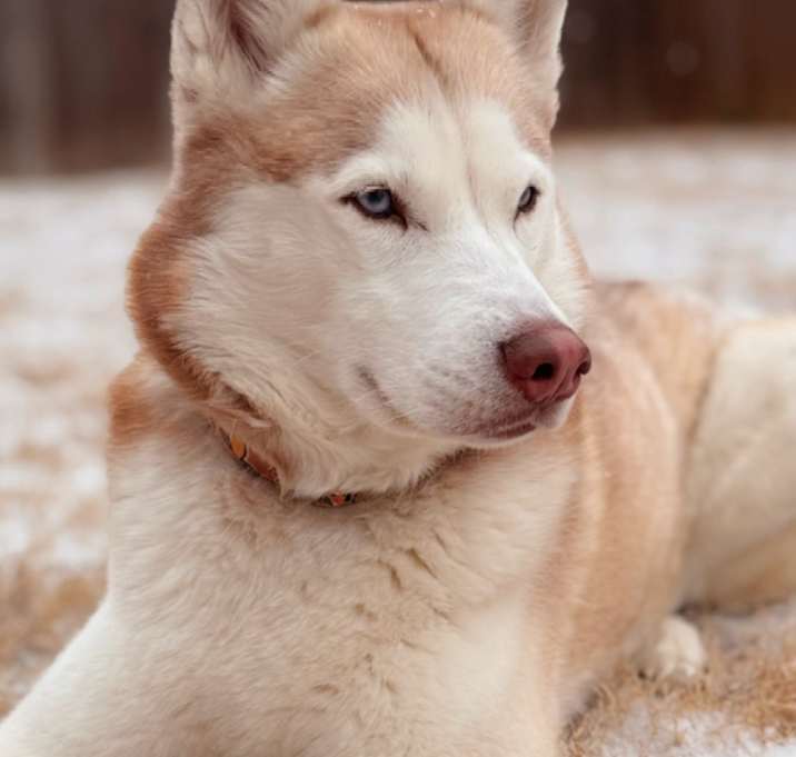 Photo of Luna