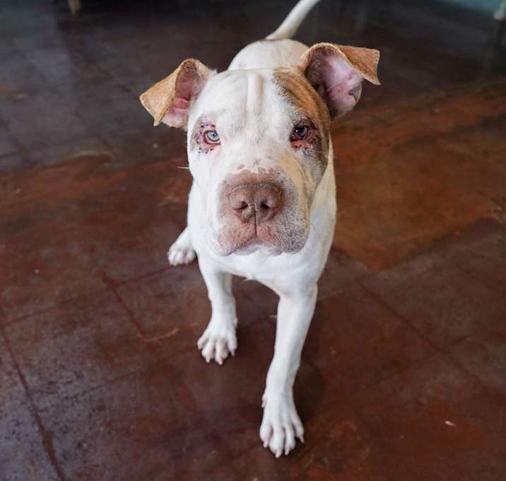 Photo of Azul