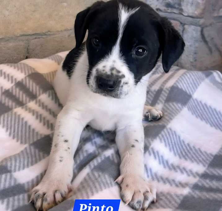 Photo of Pinto