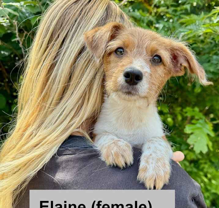 Photo of Terrier Litter