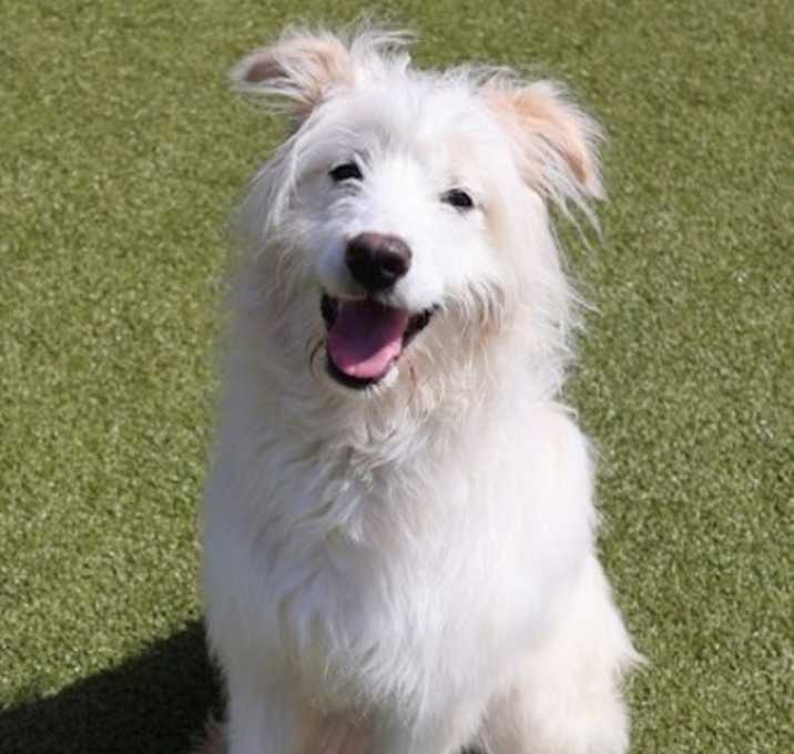 Photo of Sadie