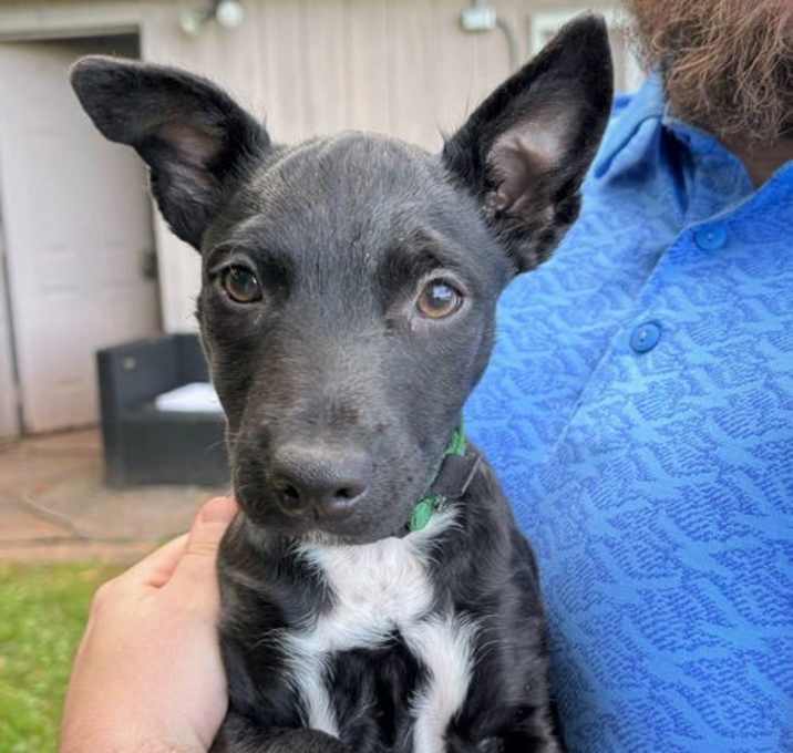 Photo of Yoda