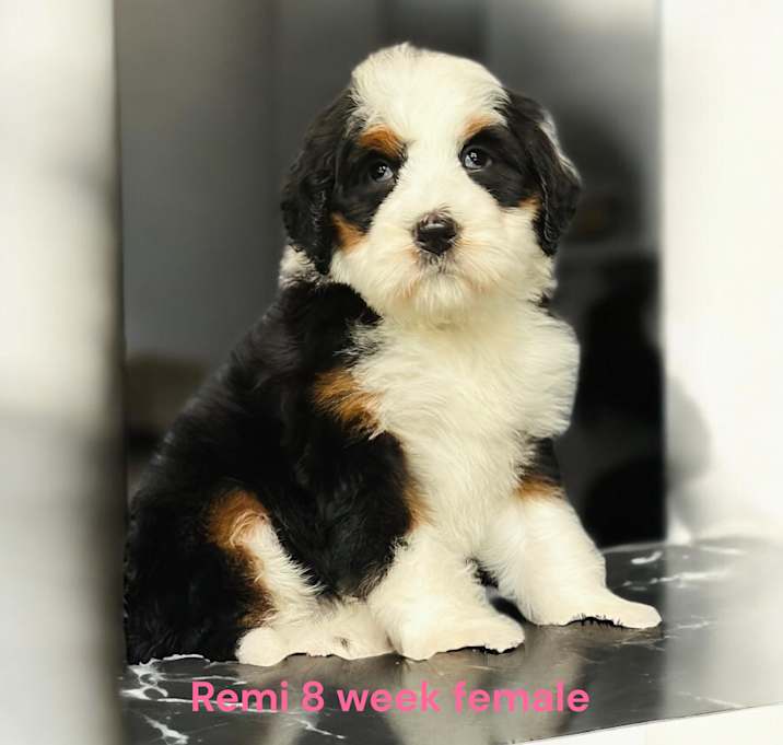 Photo of Remi
