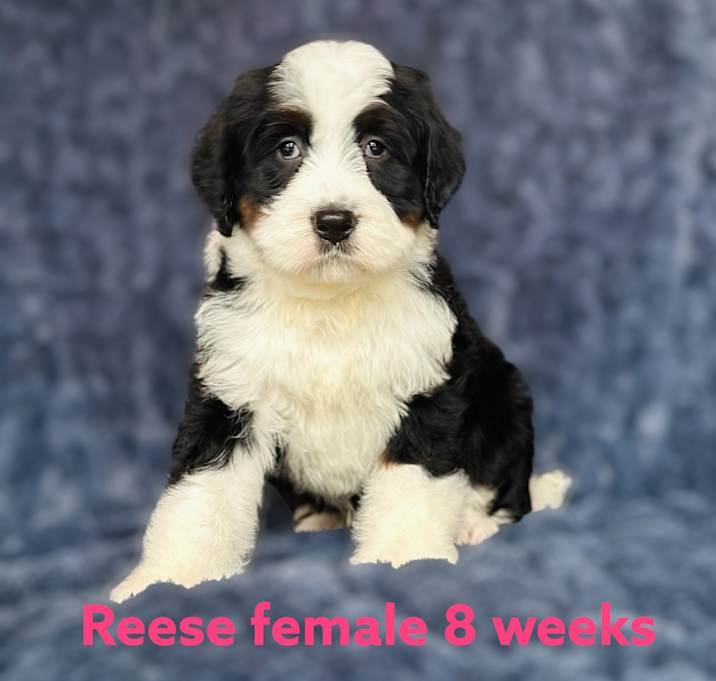 Photo of Reese