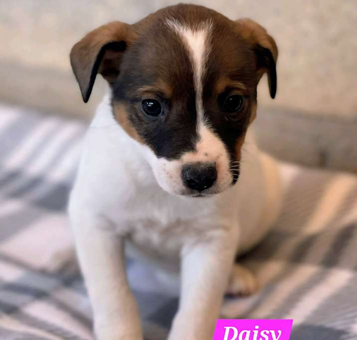 Photo of Daisy