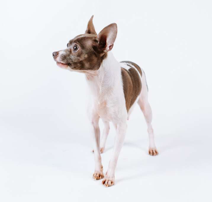 Photo of Estrella