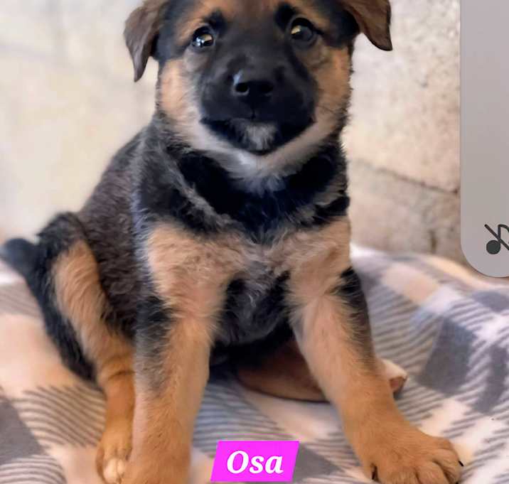 Photo of Osa